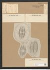 Cymbella gastroides Kuetz. (de-Toni-Nr.: Genus 33, Species 1436) Zeichnungen Sammlung Grunow Nr. 2715 (NHMW-BOT-W0369978)
